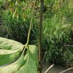 Adenia lobata Fuelha