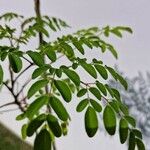 Moringa oleifera Folio