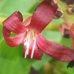 Averrhoa bilimbi Flower