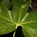Gyrocarpus jatrophifolius 葉
