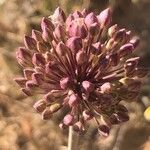 Allium ampeloprasum ফুল