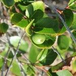 Flacourtia indica Fruit