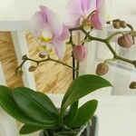 Phalaenopsis amabilis Flower