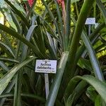 Aechmea distichantha Habit