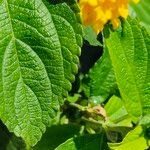 Lantana aculeata Fuelha