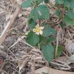 Malvastrum coromandelianum Fleur