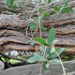 Leptospermum laevigatum Blad