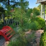 Pinus taeda Habit