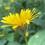 Crepis pyrenaica Blüte