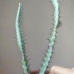 Euphorbia greenwayi Hoja
