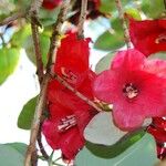 Rhododendron thomsonii Flor