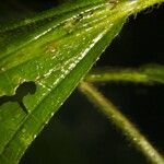 Conostegia setosa Kabuk