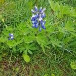 Lupinus nootkatensis Лист