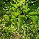 Angelica lucida Fuelha