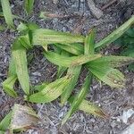 Pleione bulbocodioides Hoja