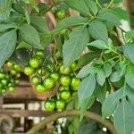 Solanum seaforthianum Fruit