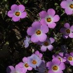 Linanthus dianthiflorus Hábito