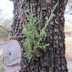 Juniperus deppeana Bark