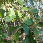 Quercus faginea Blad