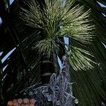 Areca catechu Blomst