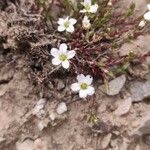 Saxifraga fragosoi Blomst