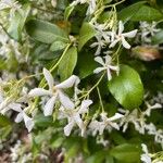 Trachelospermum jasminoides Blomma
