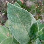 Verbascum phlomoidesLeaf