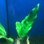 Anubias barteri Blatt