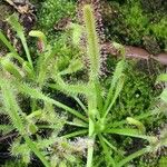 Drosera capensis Blad