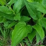 Mertensia paniculata Leaf