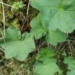 Alchemilla xanthochloraFolha