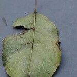 Pyrus cordata Ліст