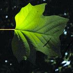 Liriodendron tulipifera Blatt