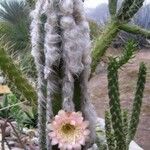 Pilosocereus leucocephalus Habit