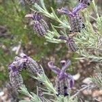 Lavandula stoechasFlower