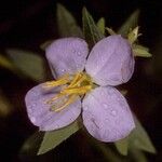 Rhexia virginica Fleur