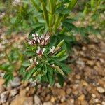 Cleome dodecandra ফুল