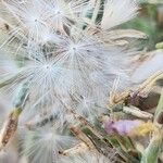 Lactuca orientalis Fruit