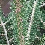 Abies koreana Liść