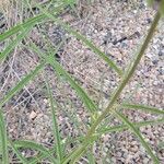 Asclepias asperula Leaf