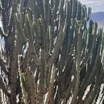 Euphorbia abyssinica Blatt