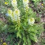 Pedicularis comosa 整株植物