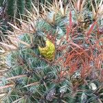 Ferocactus pilosus Fruit