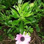 Osteospermum ecklonis Листок