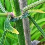 Verbena bonariensis Ŝelo