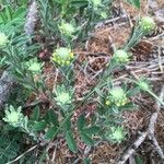 Alyssum alyssoides Frunză