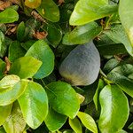 Ficus assamica Fruit