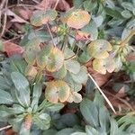 Euphorbia amygdaloides Leaf