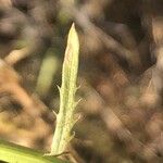 Mantisalca salmantica Hoja