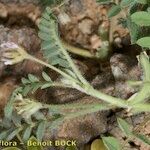 Astragalus stella മറ്റ്